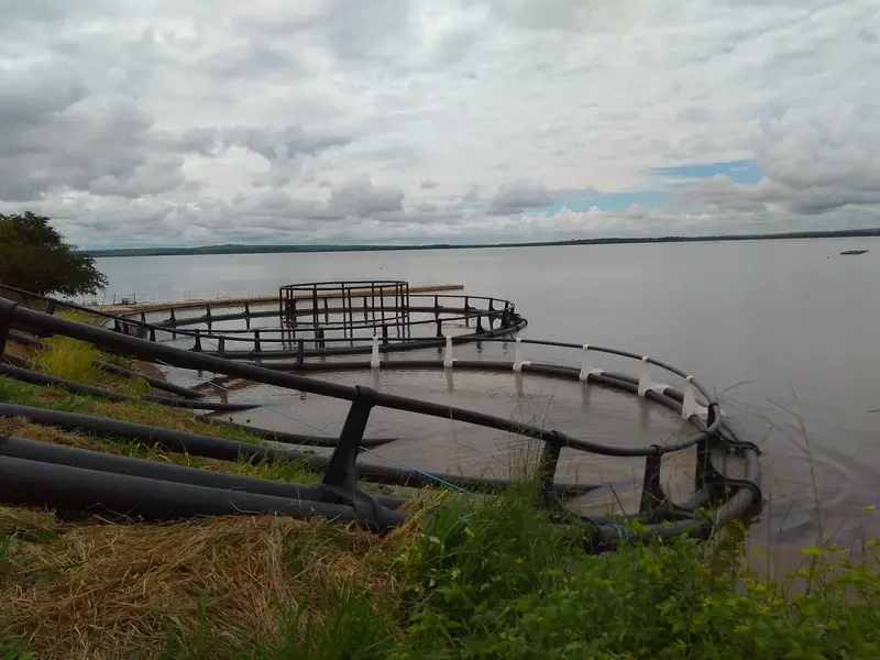 Vista dos tanques-rede de piscicultura em PEAD em Selvíria MS